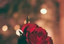 red-rose-love