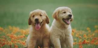 two-cute-puppies