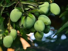 Mango Tree