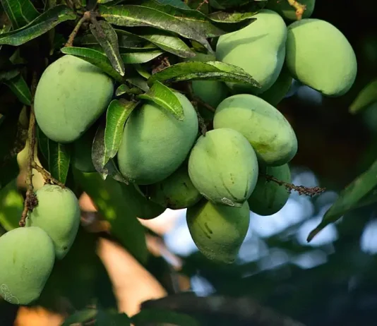Mango Tree