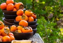 Persimmon, Ginkgo and Saptaparni: Announcing the Rhythm of Life through Seasons Persimmon